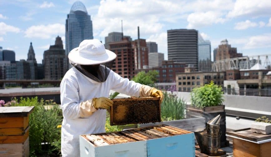 Rooftop Beekeeping